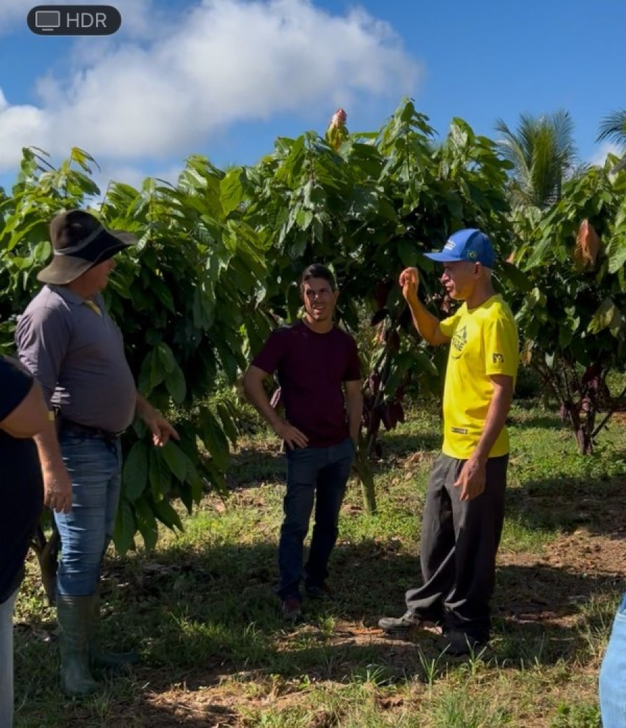 Produtores fortalecem cacauicultura com visita técnica em Terra Nova do Norte