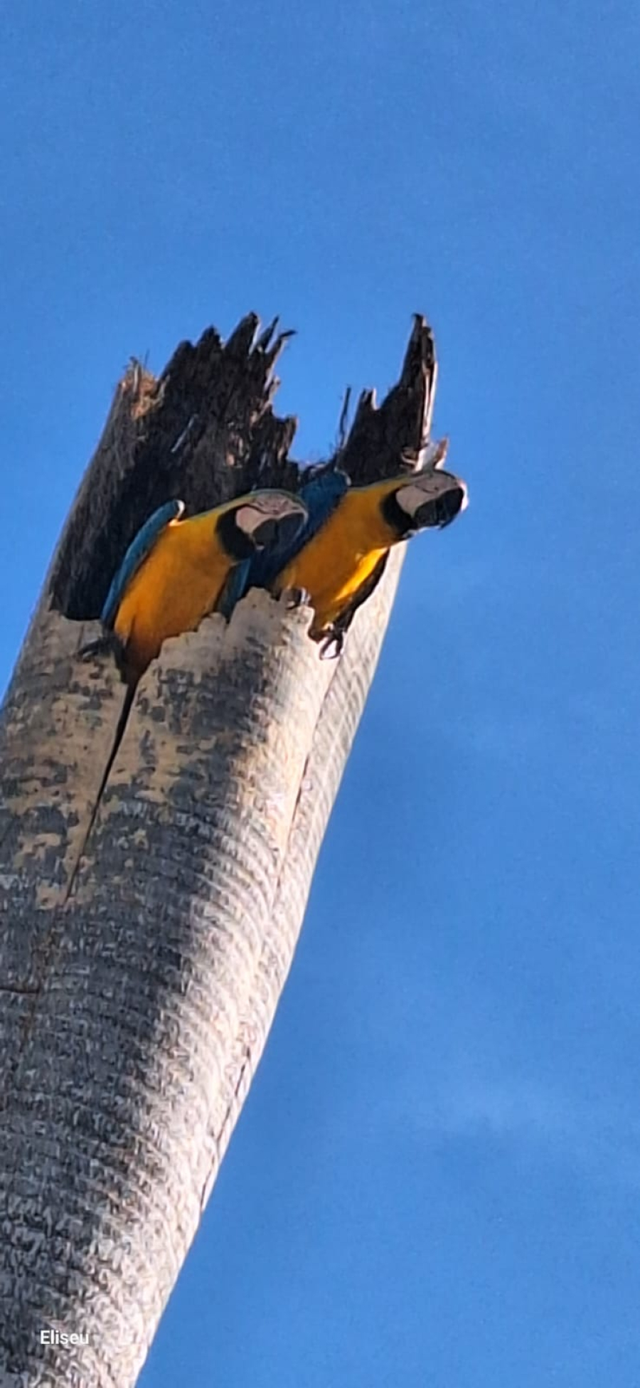 Casal de araras-canindé é fotografado em área central de Terra Nova. Registro do biólogo Eliseu de Brito celebra biodiversidade local.