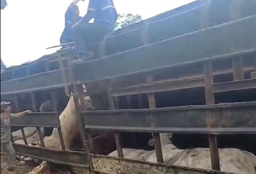 Caminhão com 60 cabeças de gado tomba durante manobra em estrada rural